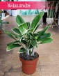 Aglaonema White Lime modna roślina z wysyłką do domu, Aglonema White Lime