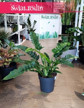 Wielki Filodendron Narrow, Duży Philodendron Narrow rośliny do biura do firmy
