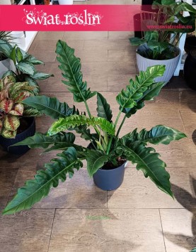 Wielki Filodendron Narrow sklep Kraków, Duży Philodendron Narrow rośliny sklep w Krakowie