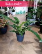 Wielki Filodendron Narrow, Duży Philodendron Narrow, Duży Filodendron Wąski, Wielki Filodendron Wąski Tygrysi Ząb