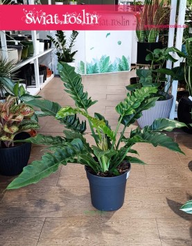 Wielki Filodendron Narrow, Duży Philodendron Narrow modne rośliny  z insta sklep