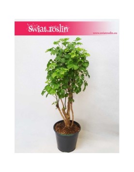 Polyscias Guilfoylei, Aralia Guilfoylei, Poliscias Guilfoylei 2