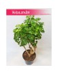 Polyscias Guilfoylei, Aralia Guilfoylei, Poliscias Guilfoylei 3