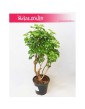 Polyscias Guilfoylei, Aralia Guilfoylei, Poliscias Guilfoylei 4