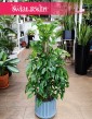 Monstera Minima na paliku, Rhaphidophora Tetrasperma na paliku, Monstera Piccolo na paliku, sklep z roślinami