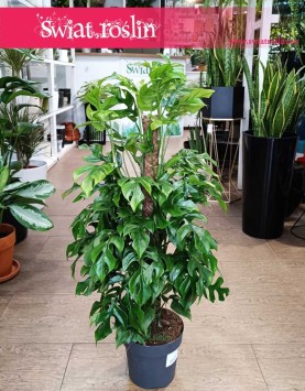 Monstera Minima na paliku, Rhaphidophora Tetrasperma na paliku, Monstera Piccolo na paliku, rośliny sklep internetowy online