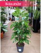 Monstera Minima, Rhaphidophora Tetrasperma na paliku, Monstera Piccolo, Monstera Miniaturowa, Filodendron minima na paliku