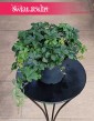 Cissus Striata, Parthenocissus Striata kup w sklepie w Krakowie z wysyłką, Cissus Prążkowany, Cissus Pasiasty