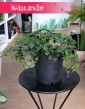 Cissus Striata kup w sklepieinternetowym online z dostawą, Parthenocissus Striata, Cissus Prążkowany, Cissus Pasiasty