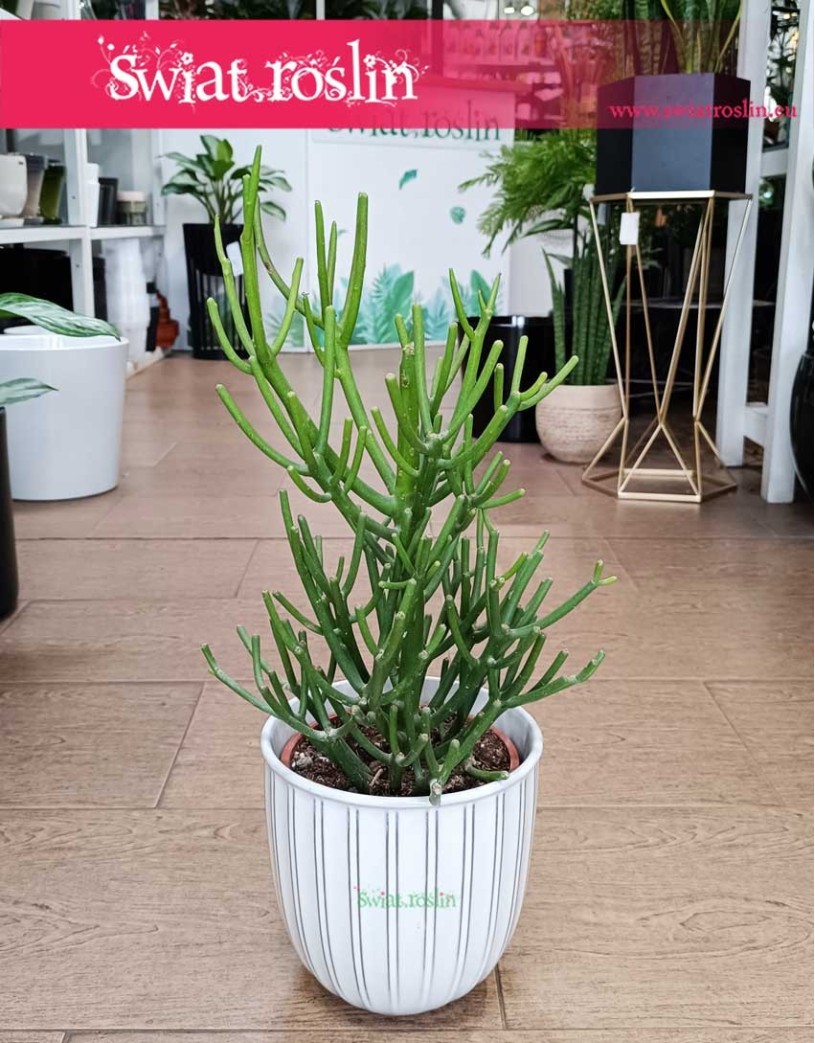 Duży Wilczomlecz Ołówkowy, Wielka Euphorbia Tirucalli,  Wilczomlecz Palczasty, Roślina  Patyczak