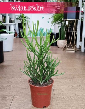 Wielki Wilczomlecz Ołówkowy, Duża Euphorbia Tirucalli sklep w Krakowie wysyłka,  Roślina  Patyczak