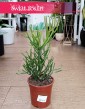 Wielki Wilczomlecz Ołówkowy, Duża Euphorbia Tirucalli kup w sklepie online wysyłką