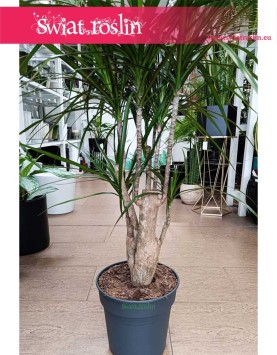 Dracena Obrzeżona, Dracaena Marginata, Smokowiec, popularne rośliny doniczkowe do domu