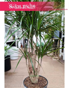 Dracena Obrzeżona, Dracaena Marginata do kupienia w sklepie z roślinami w Krakowie
