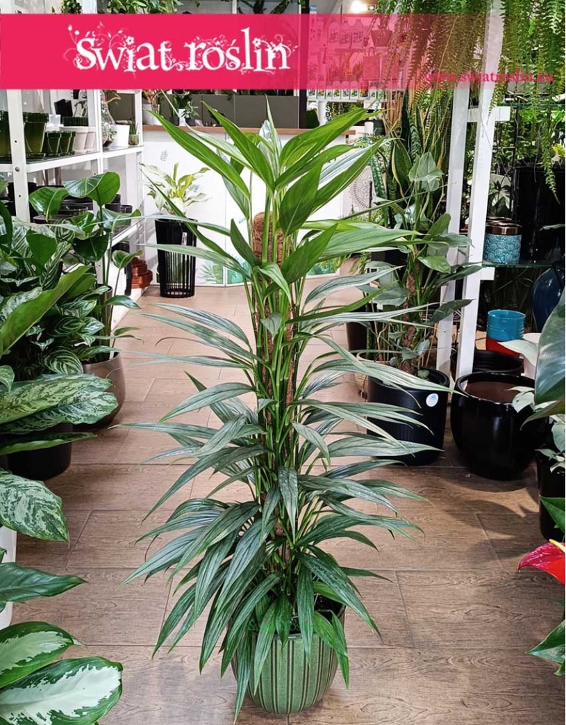 Philodendron Exotica, Filodendron Exotica