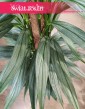 Philodendron Exotica do kupienia w sklepie onlie z dostawą do domu do biura do firmy, Filodendron Exotica