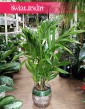 Palma Areka Triandra, Areca Triandra