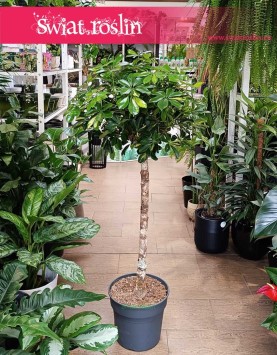 Duża Szeflera Arboricola Gold Capella Na Pniu, Schefflera Arboricola Gold Capella Drzewko, sklep Online z roślinami