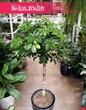 Wielka Szeflera Arboricola Gold Capella Na Pniu, Schefflera Arboricola Gold Capella Drzewko sklep online z roślinami