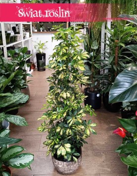 Krzew Szeflera Arboricola Gold Capella, Krzew Schefflera Arboricola Gold Capella
