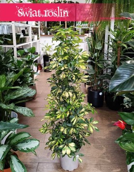Krzew Schefflera Arboricola Gold Capella do kupienia w sklepie - roślina do biura do mieszkania niewymagająca