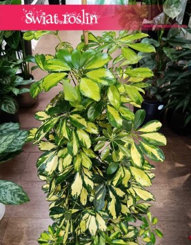 Krzew Schefflera Arboricola Gold Capella duża łatwa w uprawie rolsina do biura do mieszkania do domu