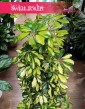 Krzew Schefflera Arboricola Gold Capella duża łatwa w uprawie rolsina do biura do mieszkania do domu