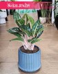 Duża Aglonema Orange Flame, Wielka Aglaonema Orange Flame