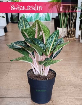 Duża Aglaonema Orange Flame modne rośliny wysyłka ze sklepu, Wielka Aglonema Orange Flame