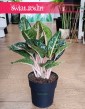 Duża Aglaonema Orange Flame modne rośliny wysyłka ze sklepu, Wielka Aglonema Orange Flame