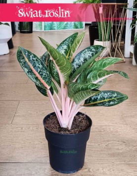Duża Aglonema Orange Flame do kupienia w sklepie w Krakowie lub z wysyłką online, Wielka Aglaonema Orange Flame