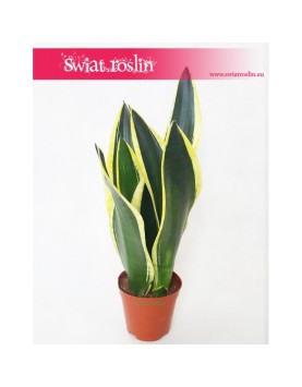 Sansewieria Super Flame, Wężownica, Sansevieria Super Flame 1