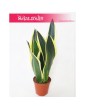 Sansewieria Super Flame, Wężownica, Sansevieria Super Flame 1