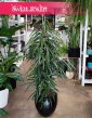 Ficus Alii, Fikus Wąskolistny Alii, Fikus Alii, Figowiec Wąskolistny Alii