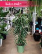 Ficus Alii, Fikus Wąskolistny Alii, Fikus Alii, Figowiec Wąskolistny Alii sklep z roślinami wysyłka Kraków