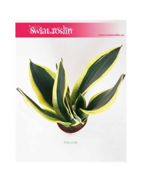 Sansewieria Super Flame, Wężownica, Sansevieria Super Flame 3