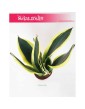 Sansewieria Super Flame, Wężownica, Sansevieria Super Flame 3