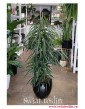 Ficus Alii,  Fikus Alii duża roślina doniczkowa do firmy do biura do mieszkania do salonu do domu do firmy