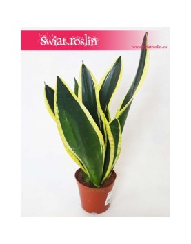 Sansewieria Super Flame, Wężownica, Sansevieria Super Flame 4