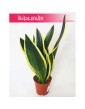 Sansewieria Super Flame, Wężownica, Sansevieria Super Flame 4