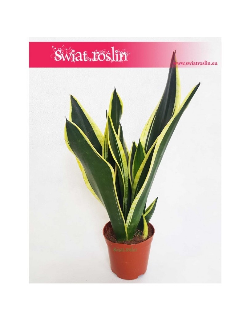 Sansewieria Super Flame, Wężownica, Sansevieria Super Flame 5