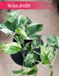 Epipremnum Pinnatum Marble Variegata kolekcjonerska roślina oczyszczająca powietrze do kupienia online