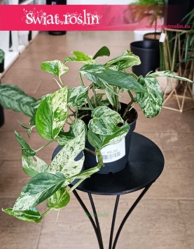Epipremnum Pinnatum Marble Variegata, Scindapsus Pinnatum Marble Variegata do biura do firmy do mieszkania na parapet