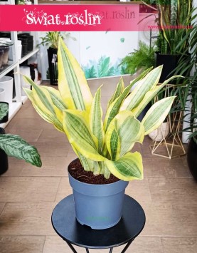 Kolekcjonerska Sansevieria Aubrytiana Yellowstone do kupienia internetowo online z dostawą, Sansewiera Yellowstone