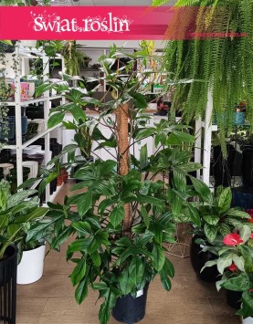 Wyjątkowy wielki i łatwy w uprawie Filodendron Florida Beauty do kupienia w Krakowie, Philodendron Florida Beauty