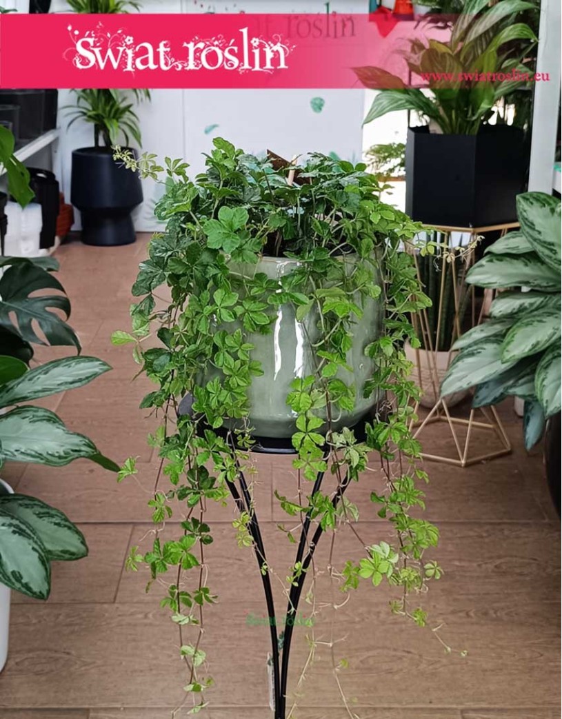 Duży Cissus Striata, Wielki Parthenocissus Striata, Duży Cissus Prążkowany, Wielki Cissus Pasiasty