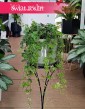 Duży Cissus Striata, Wielki Parthenocissus Striata, Duży Cissus Prążkowany, Wielki Cissus Pasiasty