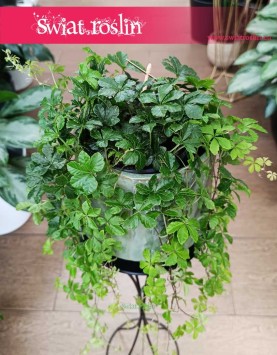 Duży Cissus Striata, Wielki Parthenocissus Striata do kupienia z dostwą ze sklepu online