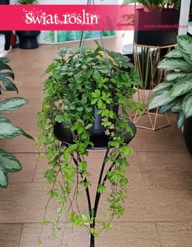 Duży Cissus Striata do kupienia ze sklepu online z roślinami doniczkowymi, Wielki Parthenocissus Striata