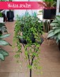 Duży Cissus Prążkowany, Wielki Cissus Pasiasty, Duży Cissus Striata, Wielki Parthenocissus Striata